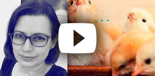 Analysing intestinal health of chickens