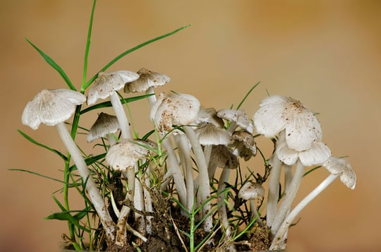 Fungal mycelium in novel foods: safety, regulation and benefits