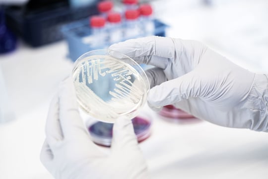 What’s in a name? Navigating the changing world of bacterial taxonomy