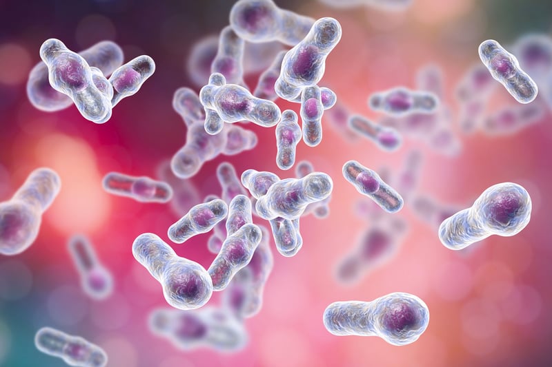 What is a strain of bacteria?