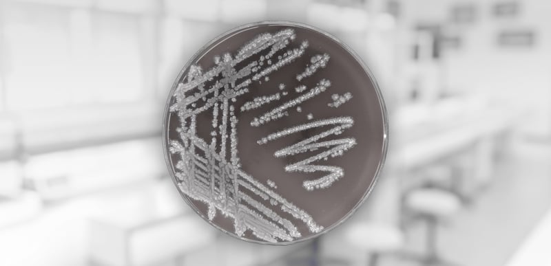 QPS status of Bacillus paralicheniformis