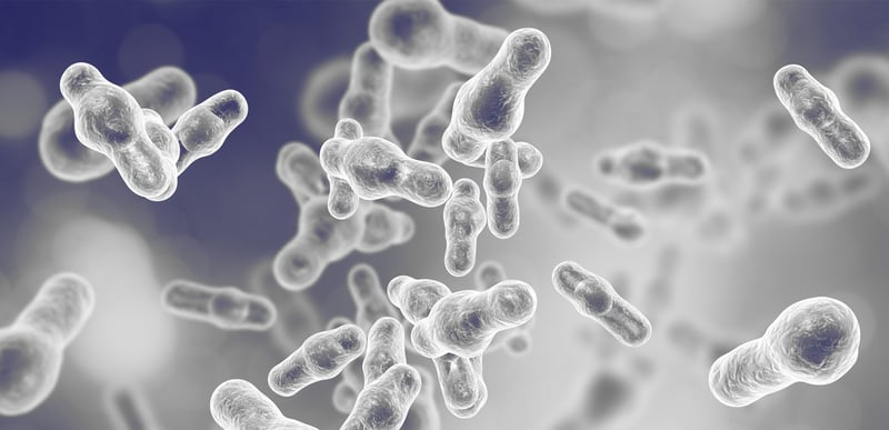 What is a strain of bacteria?